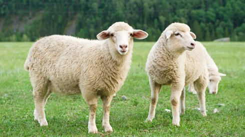 shutterstock_112282007.jpg