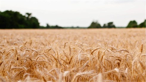 landscape-field-sonja-langford-sonja.jpg