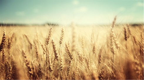 shutterstock_234548032.jpg