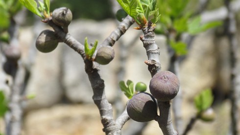 קרדיט שמואל מינקוב (35).jpg