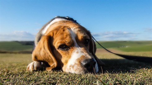 sad dog regret.jpg