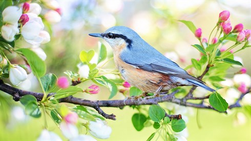 spring-bird-2295431_1920.jpg
