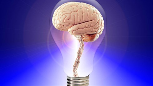 brain-20424.jpg