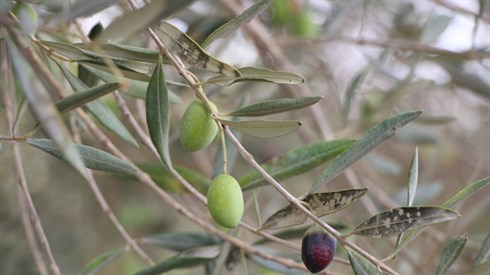 אריה מינקוב 1 (34).JPG