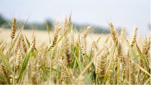 wheat.jpg