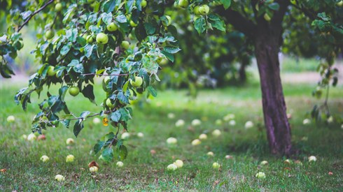 apple-tree-6035.jpg