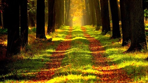 forest-868715_640.jpg