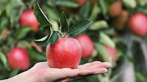 שימוש בתמונה זו נעשה בהתאם לסעיף 27א לחוק זכויות יוצרים. אם הנכם בעלי הזכויות בתמונה זו ומעוניינים שנחדול משימושה או נעדכן קרדיט מתאים, אנא פנו אלינו לכתובת: beitel@yeshiva.org.il