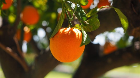 orange-1117645_1920.jpg
