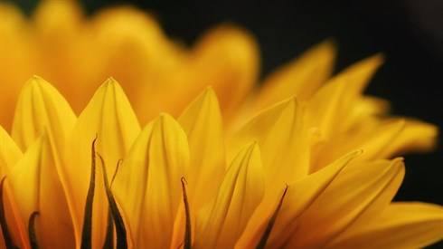 sunflower-5395120_1920.jpg
