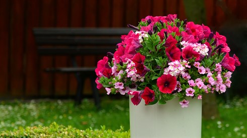 petunias-817383_1920.jpg