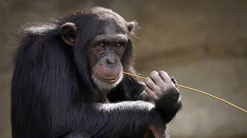 monkey-3703230_1920.jpg