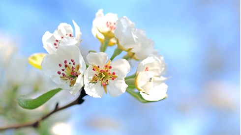 apple-blossom-gd279dbcd8_1920.jpg