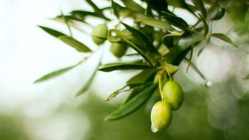 olive-g110ae0c1c_1920.jpg