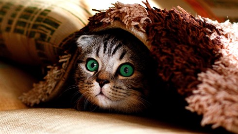 cat-g45101cd80_1920.jpg