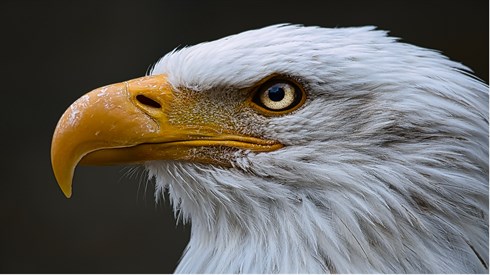 bald-eagle-g97e76b0ed_1920.jpg