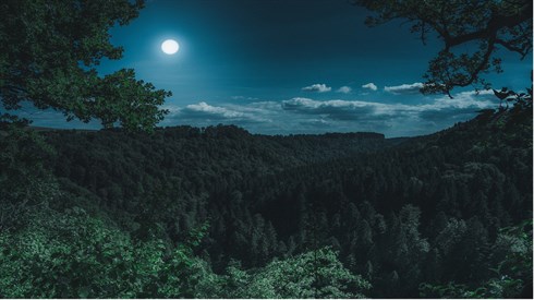 nature-g07276c8ab_1920.jpg