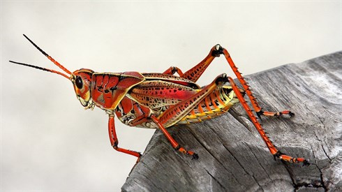grasshopper-gfe743b6ce_1280.jpg