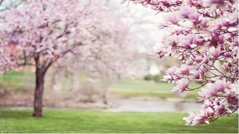 magnolia-trees-g04501f370_1920.jpg