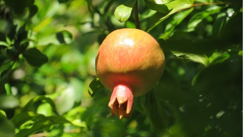 אריה מינקוב &nbsp;טיול (124).JPG