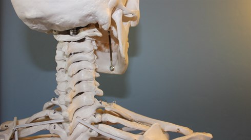 skull-778073_1920.jpg