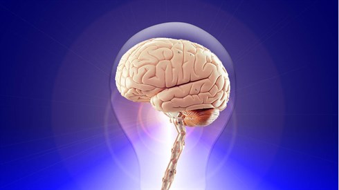 brain