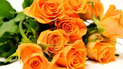 roses-g41a513a03_1920.jpg
