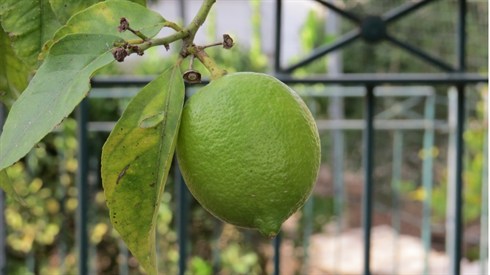 אריה מינקוב ק (57).JPG