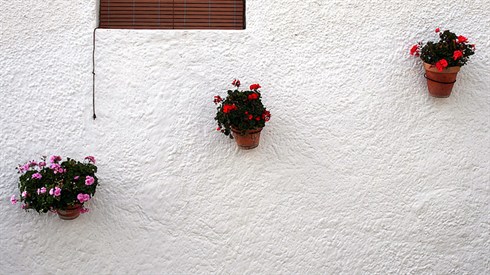 cc-by-sa2.0 echiner1.jpg