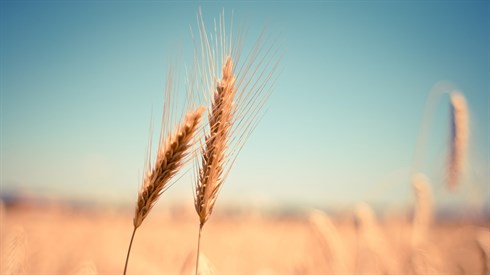 wheat-gbe0424acb_1920.jpg