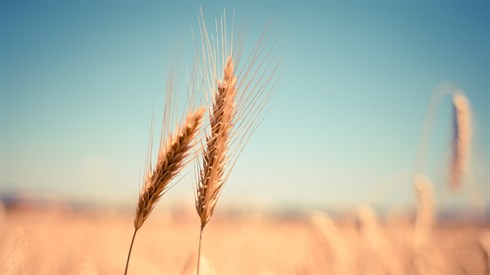 wheat-gbe0424acb_1920.jpg