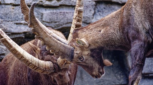 ibex-8052387_1280.jpg