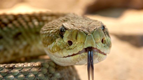 speckled-rattlesnake-653642_1280.jpg