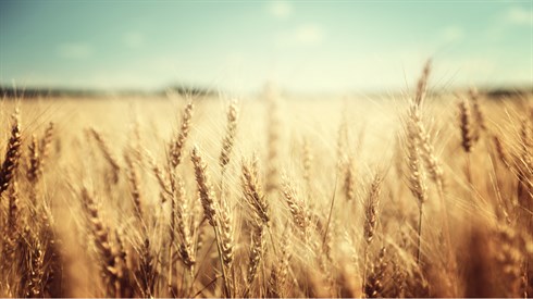 shutterstock_234548032.jpg