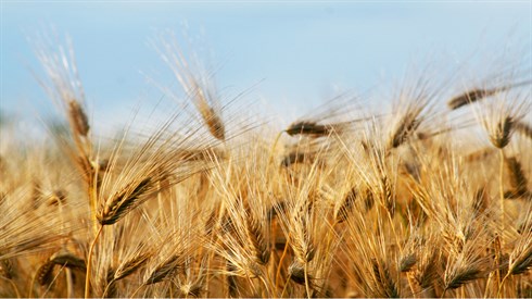 shutterstock_94755976.jpg