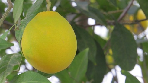 אריה מינקוב ק (60).JPG