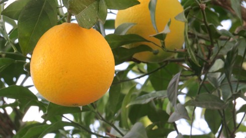 אריה מינקוב ק (61).JPG