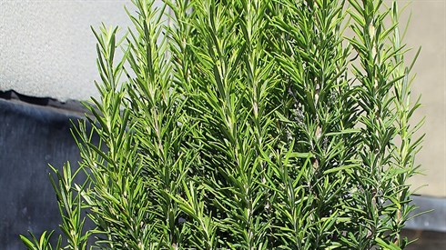Rosemary001.jpg