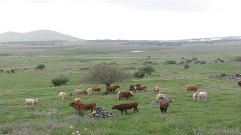 בקר