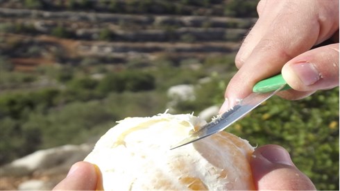 מצביעים למפלגת הפירות