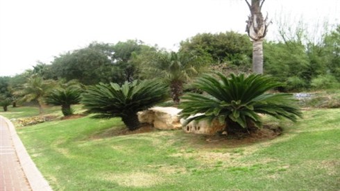 הקרונות שעברו את השנה בלוד