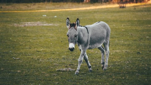 pexels-lebele-14345982.jpg