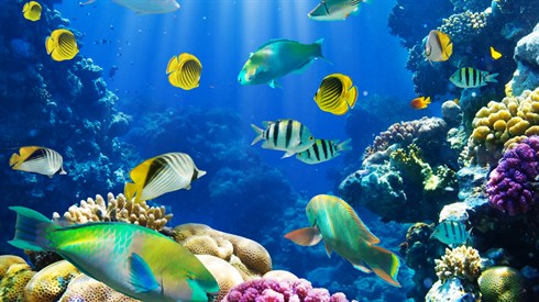 shutterstock_72261667.jpg