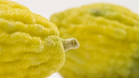 shutterstock_5548351.jpg