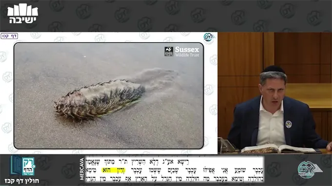 חולין דף קכ"ז