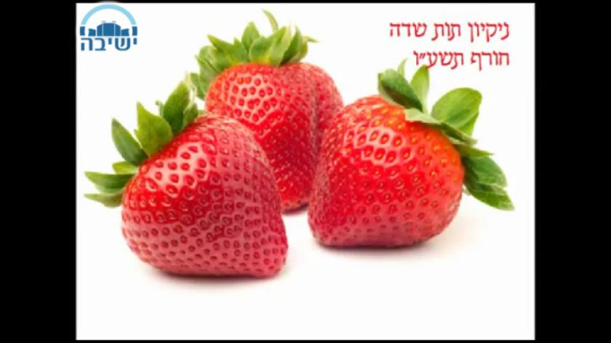 נגיעות בתותים 