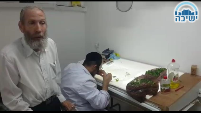 האם לאחר ששוטפים ירקות עלים רגילים בטלים החרקים? 
