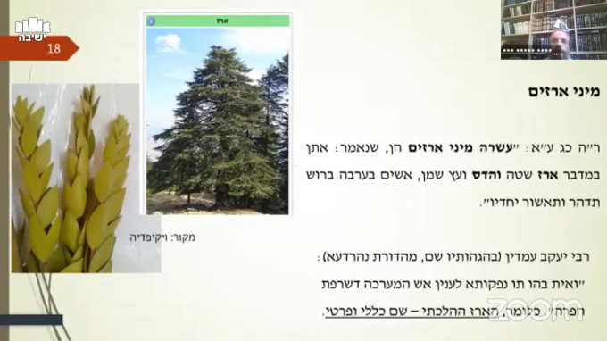 זיהוי האזוב על פי דברי חז"ל והמקורות ההיסטוריים