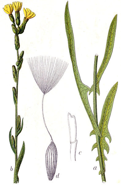 קובץ:Lactuca saligna Sturm46.jpg