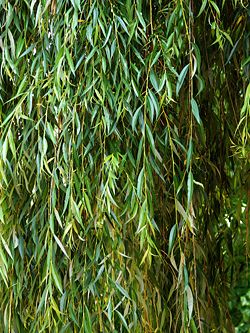 קובץ:Willow Salix babylonica.jpg